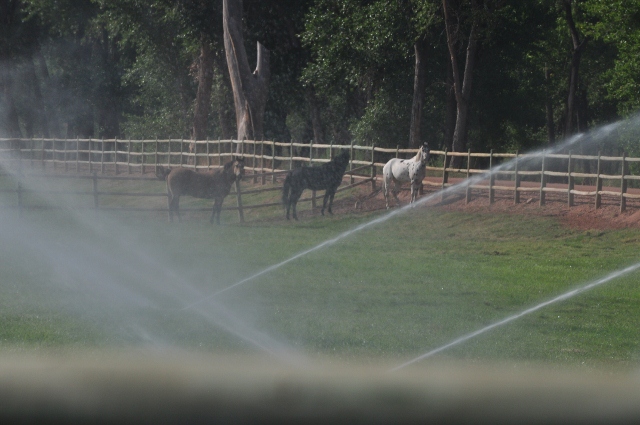 horses in pasture on the resort grounds 